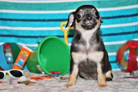 Navy, a male Chihuahua for sale in Charleston, AR – 2 of 5