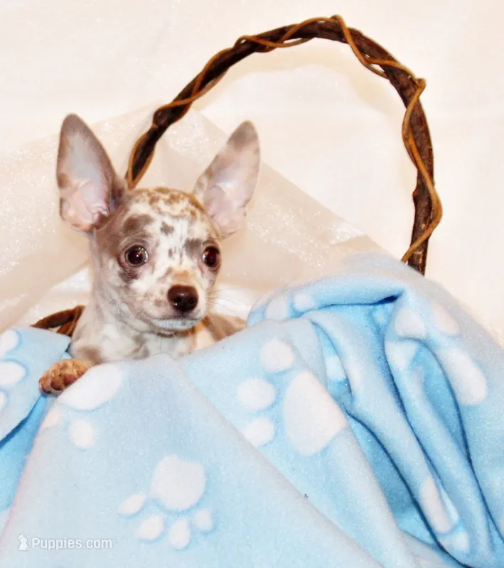 Hector – Chihuahua puppy for sale in Charleston, AR