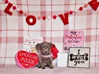 Frankie, a female Chihuahua for sale in Charleston, AR – Photo 3 of 3