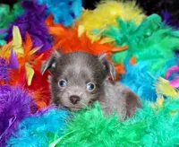 Frankie, a female Chihuahua for sale in Charleston, AR – Photo 2 of 3