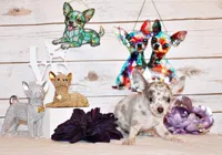 Hector, a male Chihuahua for sale in Charleston, AR – 3 of 3
