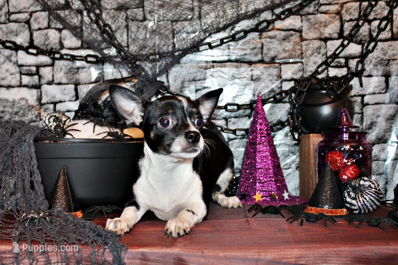 Lucius – Chihuahua puppy for sale in Charleston, AR