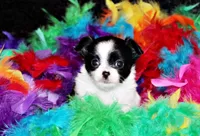 Harmony, a female Chihuahua for sale in Charleston, AR – Photo 2 of 2