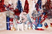 Fuego, a female Chihuahua for sale in Charleston, AR – 2 of 4