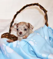 Kairos, a male Chihuahua for sale in Charleston, AR – 2 of 4
