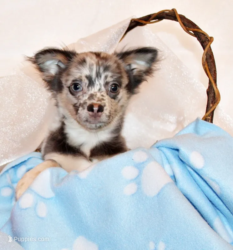 Elgin – Chihuahua puppy for sale in Charleston, AR