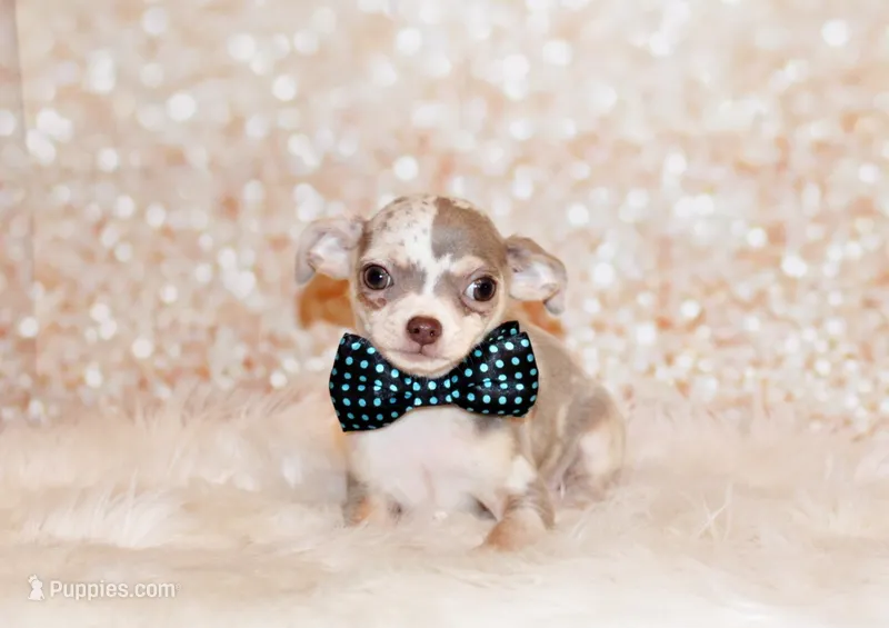 Dover – Chihuahua puppy for sale in Charleston, AR