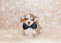 Dover, a male Chihuahua for sale in Charleston, AR – 2 of 6