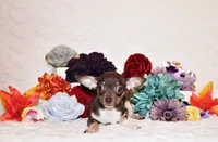 Remus, a male Chihuahua for sale in Charleston, AR – 2 of 10