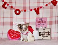 Happy, a female Chihuahua for sale in Charleston, AR – Photo 3 of 3