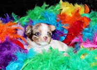 Happy, a female Chihuahua for sale in Charleston, AR – Photo 2 of 3