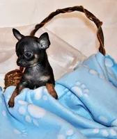 Lionel, a male Chihuahua for sale in Charleston, AR – 3 of 5
