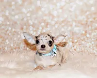 Demi, a female Chihuahua for sale in Charleston, AR – 2 of 6