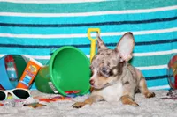 Newt, a male Chihuahua for sale in Charleston, AR – 2 of 5