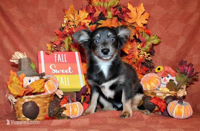 Blue – Chihuahua puppy for sale in Charleston, AR