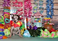 Hyacinth, a female Chihuahua for sale in Charleston, AR – 2 of 3