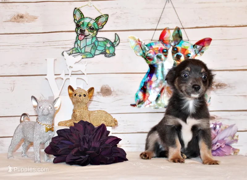 Blue – Chihuahua puppy for sale in Charleston, AR