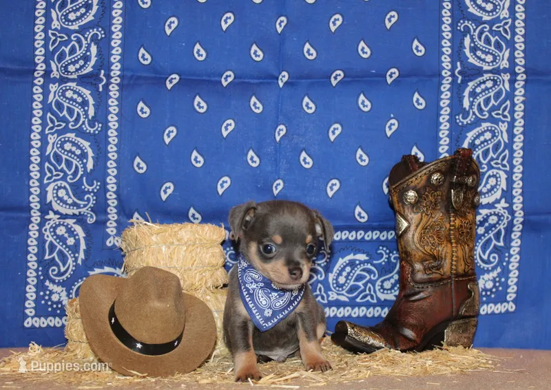 Yogi – Chihuahua puppy for sale in Charleston, AR