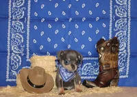 Yogi, a male Chihuahua for sale in Charleston, AR – 1 of 3