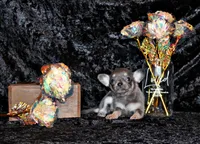 Zazu, a female Chihuahua for sale in Charleston, AR – 5 of 5