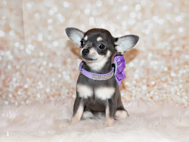 Zazu – Chihuahua puppy for sale in Charleston, AR