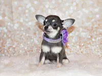 Zazu, a female Chihuahua for sale in Charleston, AR – 1 of 3
