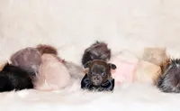 Edgar, a male Chihuahua for sale in Charleston, AR – 3 of 4
