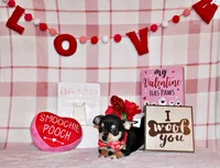 Enrico, a male Chihuahua for sale in Charleston, AR – Photo 3 of 3