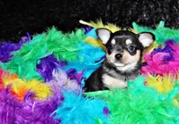 Enrico, a male Chihuahua for sale in Charleston, AR – Photo 2 of 3