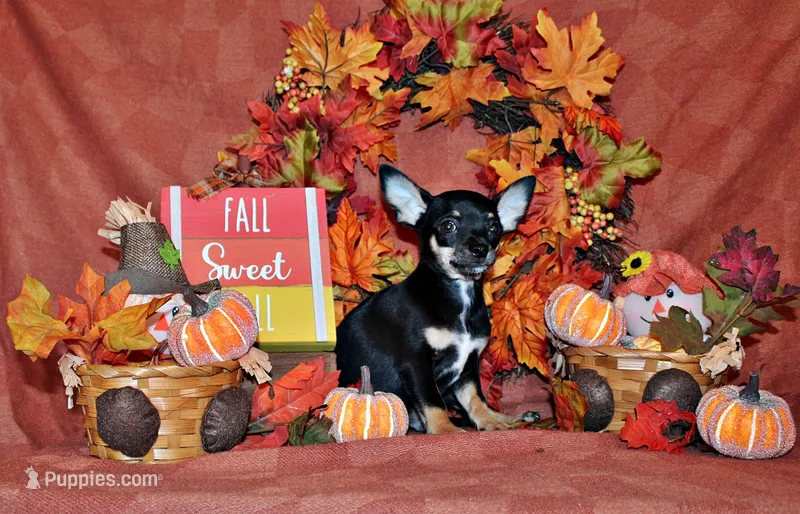 Marty – Chihuahua puppy for sale in Charleston, AR