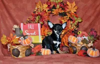 Marty, a male Chihuahua for sale in Charleston, AR – 1 of 6