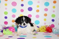 Nevan, a male Chihuahua for sale in Charleston, AR – 1 of 5
