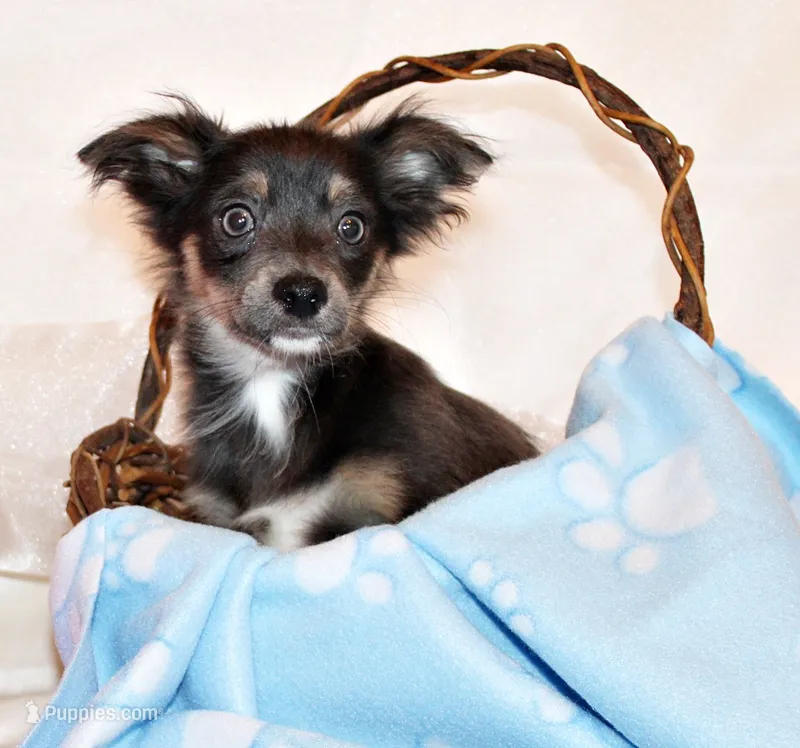 Blue – Chihuahua puppy for sale in Charleston, AR