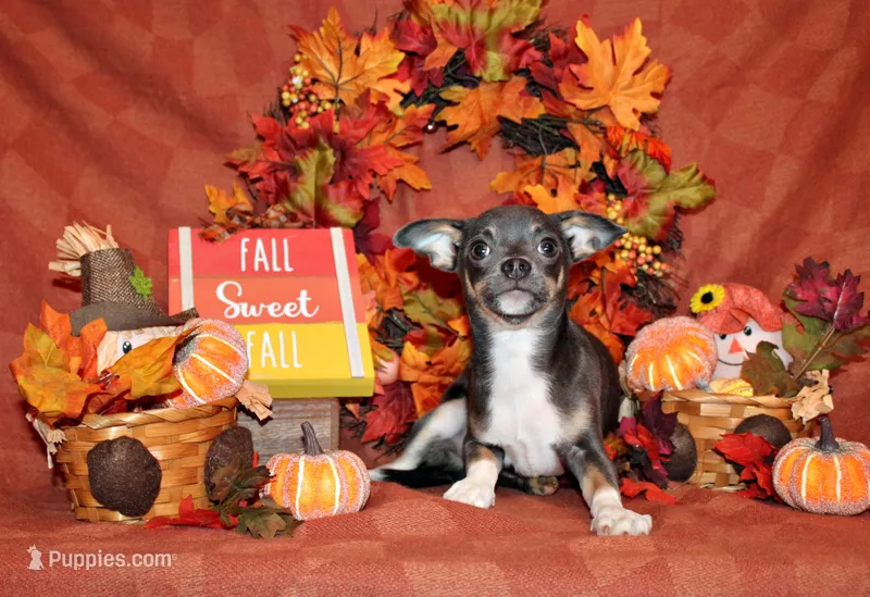 Eastwood – Chihuahua puppy for sale in Charleston, AR