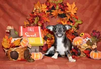 Eastwood, a male Chihuahua for sale in Charleston, AR – 1 of 7