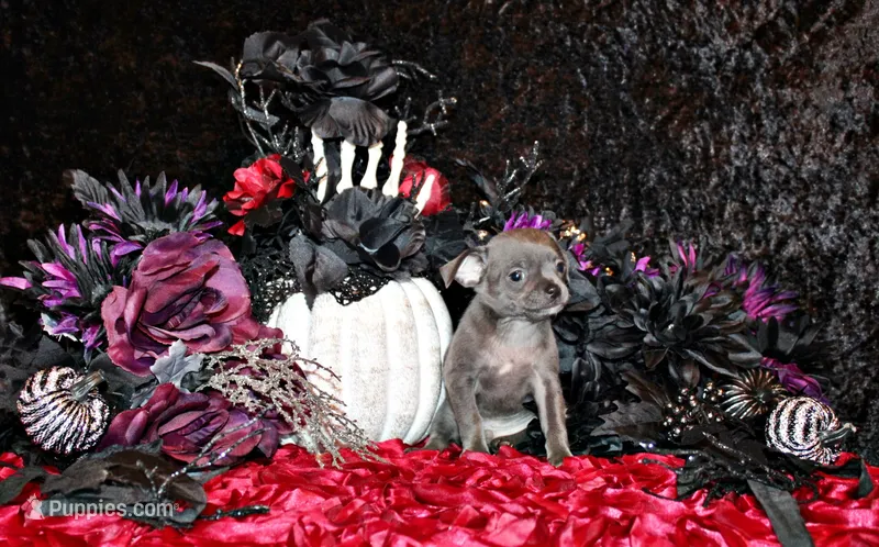 Artemis – Chihuahua puppy for sale in Charleston, AR
