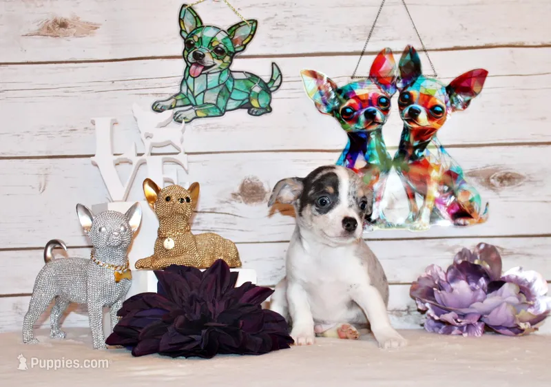 Fuego – Chihuahua puppy for sale in Charleston, AR