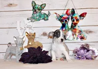 Fuego, a female Chihuahua for sale in Charleston, AR – 1 of 4