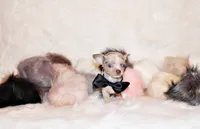 Blakely, a male Chihuahua for sale in Charleston, AR – 3 of 4