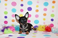 Nero, a male Chihuahua for sale in Charleston, AR – 1 of 5