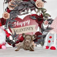 Fennie, a female Chihuahua for sale in Charleston, AR – Photo 1 of 2