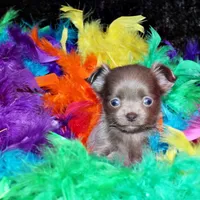Fennie, a female Chihuahua for sale in Charleston, AR – Photo 2 of 2