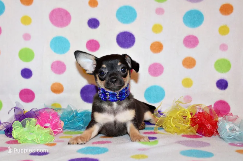 Navy – Chihuahua puppy for sale in Charleston, AR