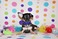 Navy, a male Chihuahua for sale in Charleston, AR – 1 of 5