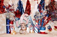 Gretchen, a female Chihuahua for sale in Charleston, AR – 2 of 2