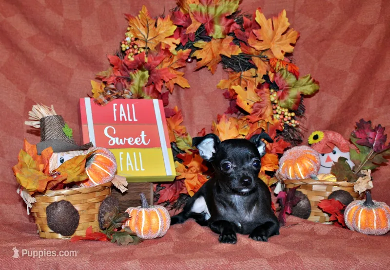 Gilley – Chihuahua puppy for sale in Charleston, AR