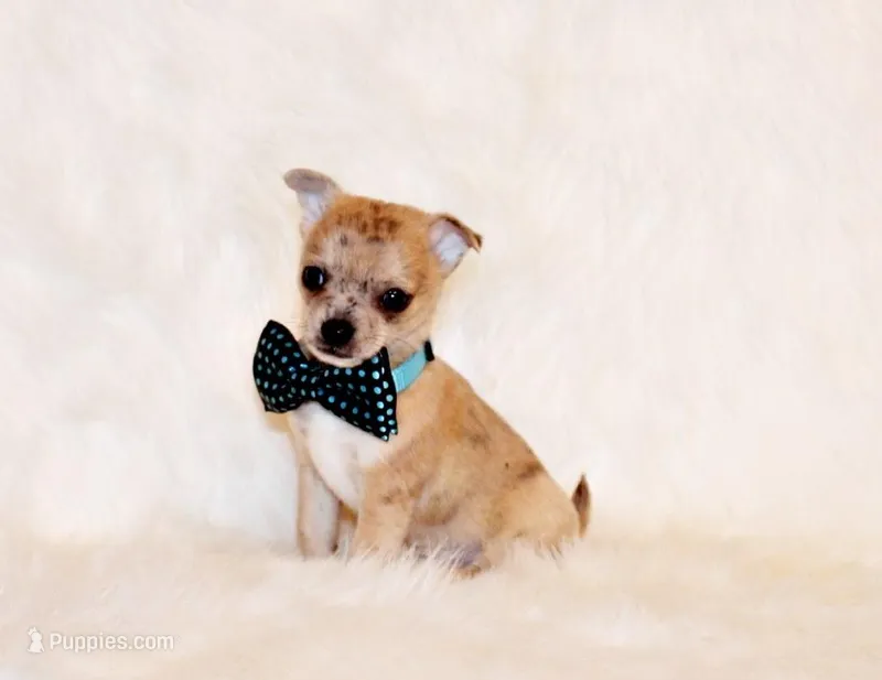 Thaddeus – Chihuahua puppy for sale in Charleston, AR