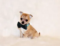 Thaddeus, a male Chihuahua for sale in Charleston, AR – 5 of 7
