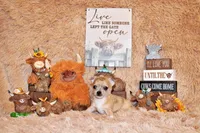 Thaddeus, a male Chihuahua for sale in Charleston, AR – 6 of 7