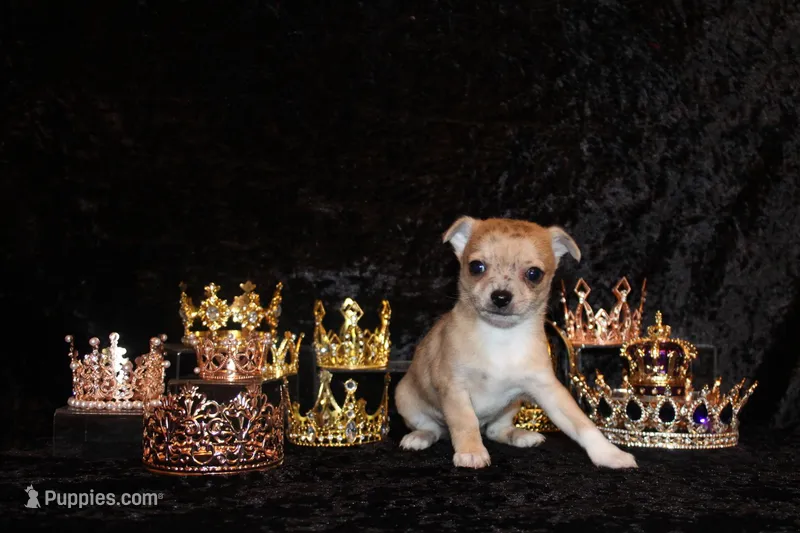 Thaddeus – Chihuahua puppy for sale in Charleston, AR